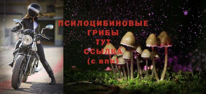 Галлюциногенные грибы Magic Shrooms  Новопавловск 